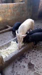 Alimentation Porcs