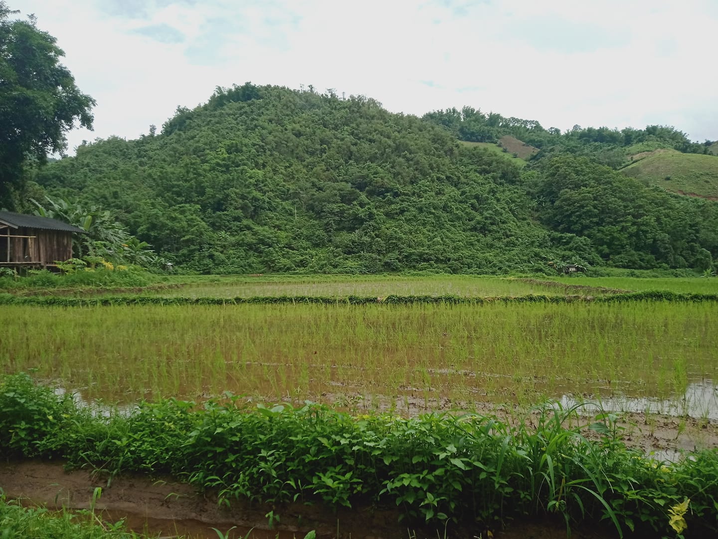 fondation heloise charruau thailande premier bilan cooperative agricole chez les karens